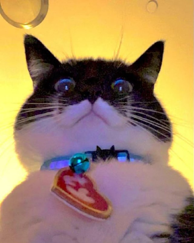 Big shenanigans on the internet today as Threat Researchers speperhypothulate that the Threat Actor…