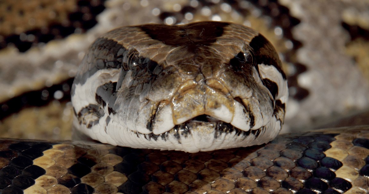 Venom Stealer MaaS Platform Commoditizes ClickFix Attacks